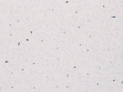 Neptune Sparkle 250mm x 7.5mm x 2.6m Cladding